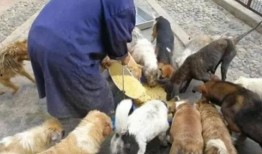 爆料救助流浪动物视频,网友曝光流浪动物救助瞬间